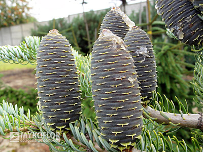 Пихта корейская Силберлок